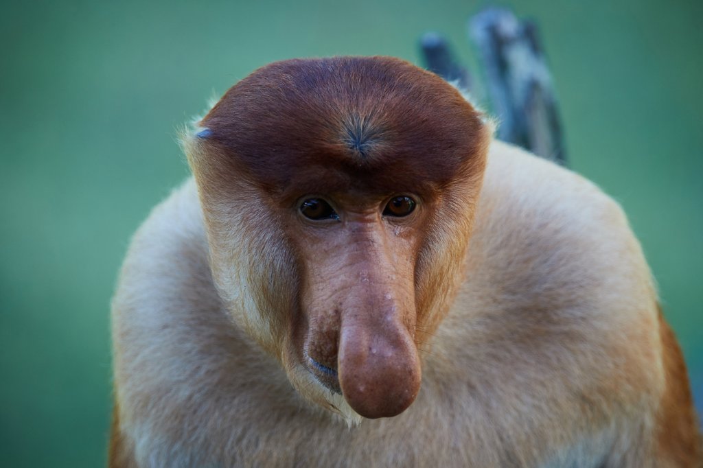 Nasenaffe (Proboscis Monkey), Labuk Bay